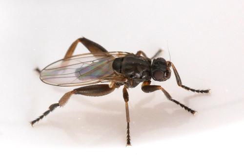 Sphaerocera curvipes